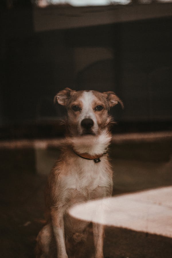 dog-left-alone