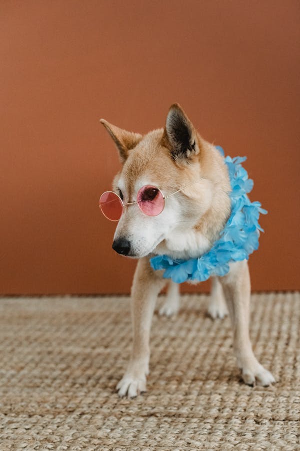 dog-lifestyle