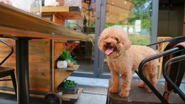 dog-sitting-in-restaurant