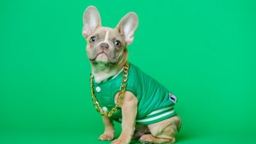 dog-style