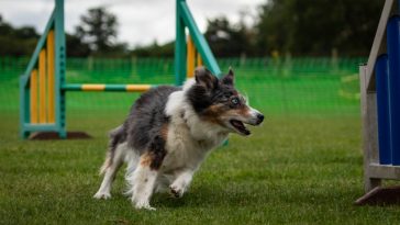 dog-training