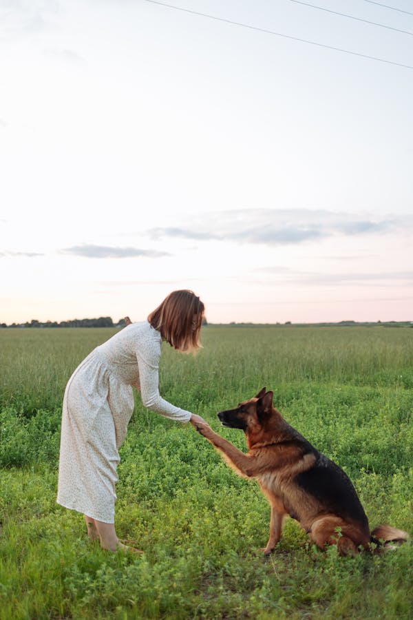 dog-training