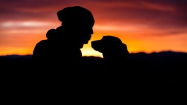 dog-undertand-human