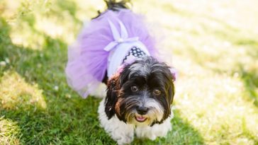 dressing-dog