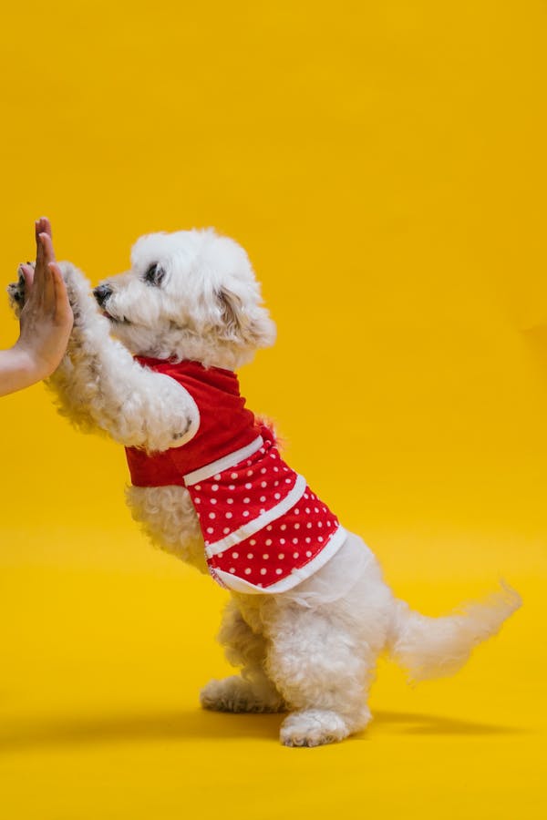 famous-dog