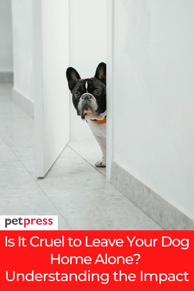 leave dog home alone