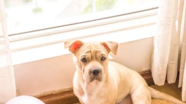 leave-dog-in-home