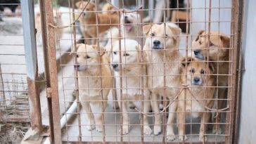puppy-mills