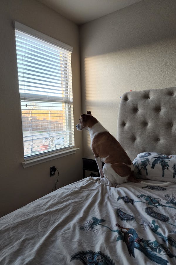 saparation-anxiety-in-dog