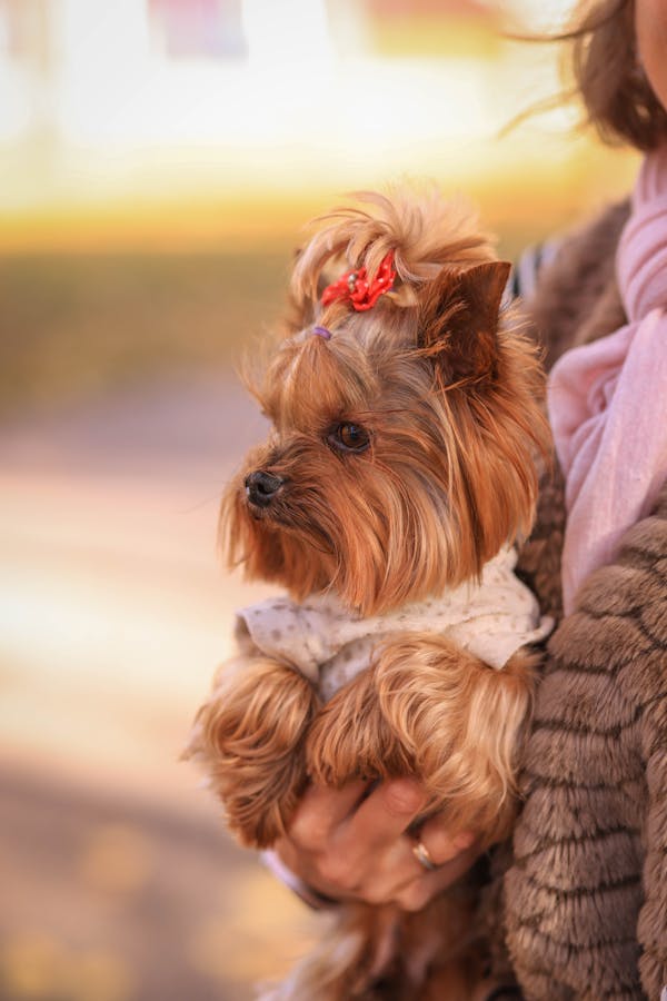 social-media-dog
