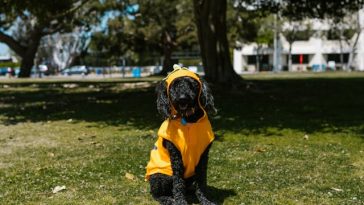spoiled-dog-breeds