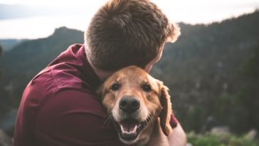support-dog
