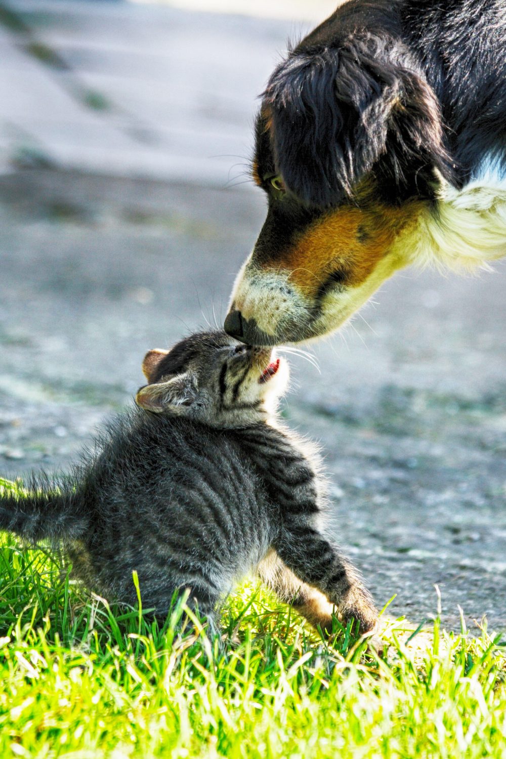 5 Surprising Loyalty Signs