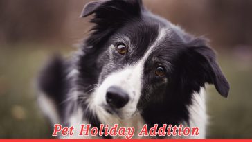 National Border Collie Day