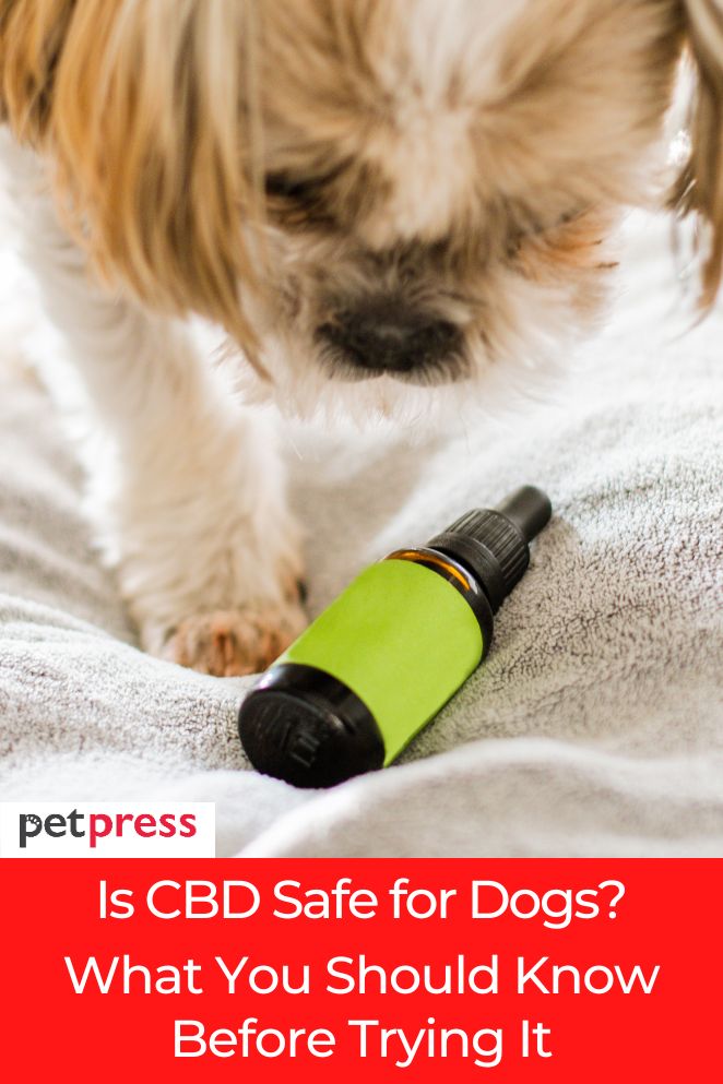 cbd-for-dogs
