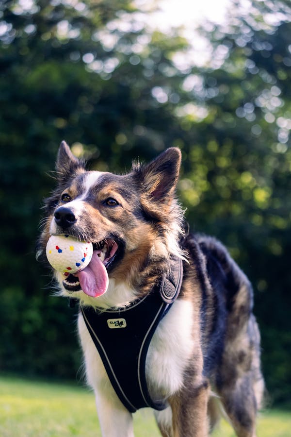 cbd-tips-for-dogs