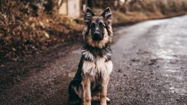 dog-behavior