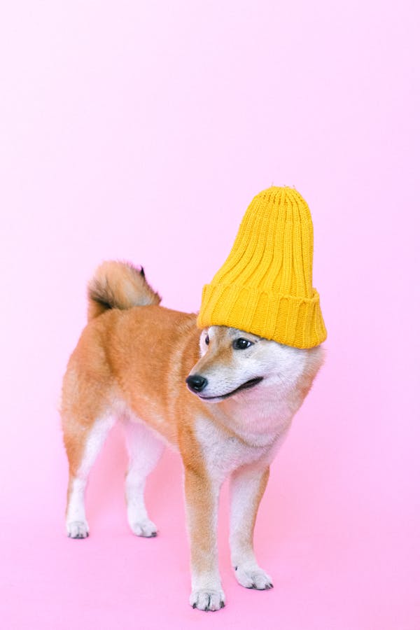 dog-on-instagram