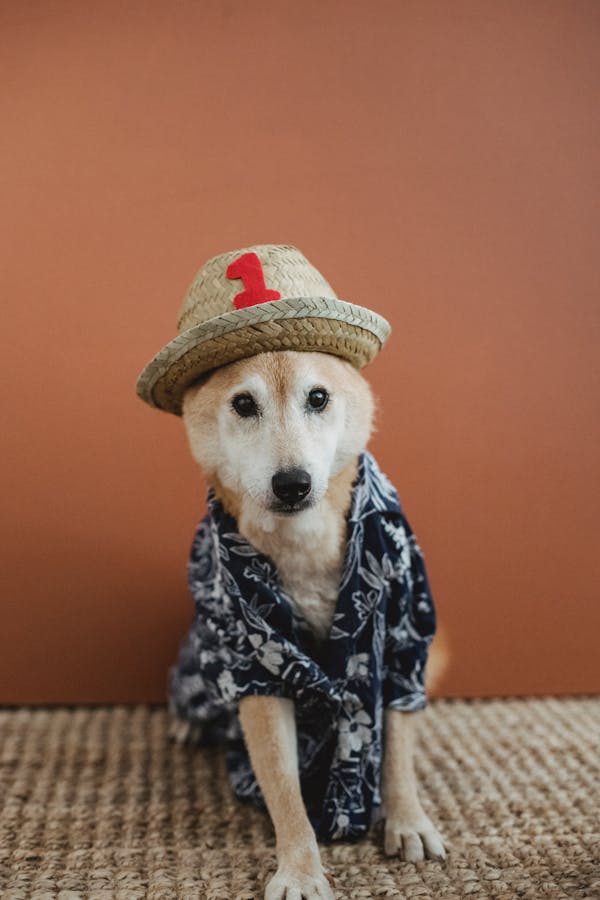 dog-on-social-media