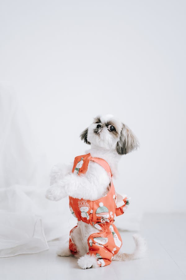 dog-style