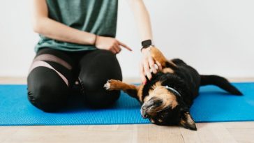 dominance-training-dog