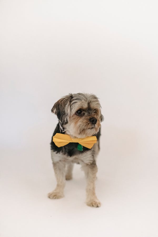 famous-dog