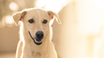 impact-of-neutering-dog