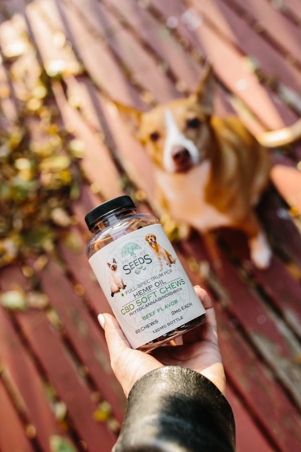 safety-tips-dog-cbd