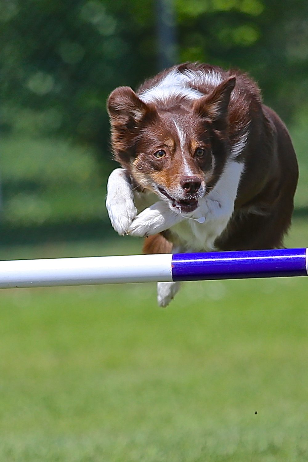 DIY Dog Agility Courses at Home