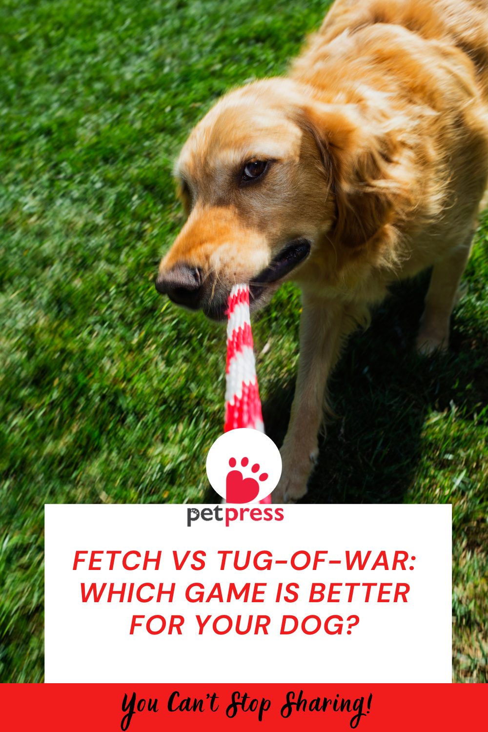 Fetch vs Tug-of-War