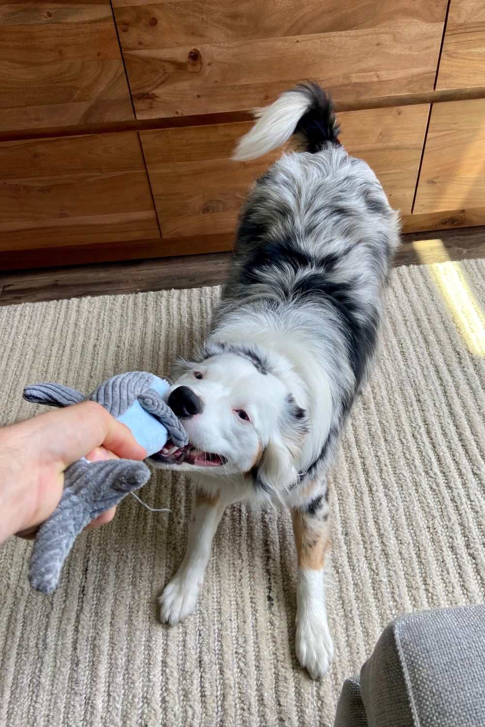 Fetch vs Tug-of-War