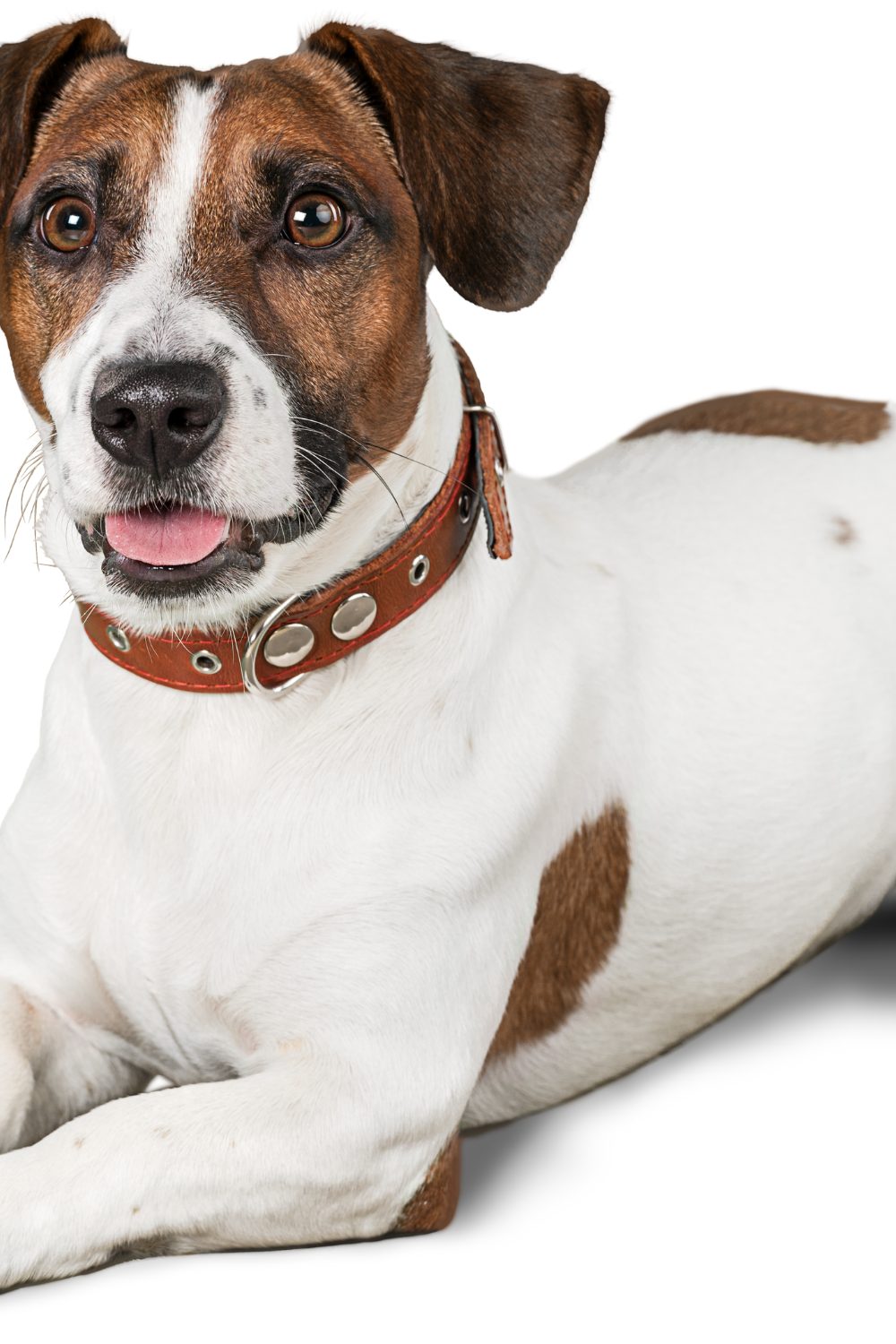 Independent Dog Breeds