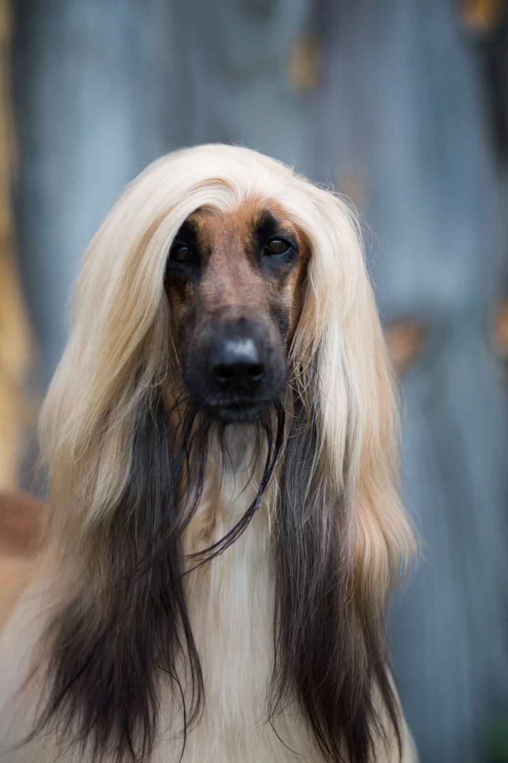 Afgan Hound Dog
