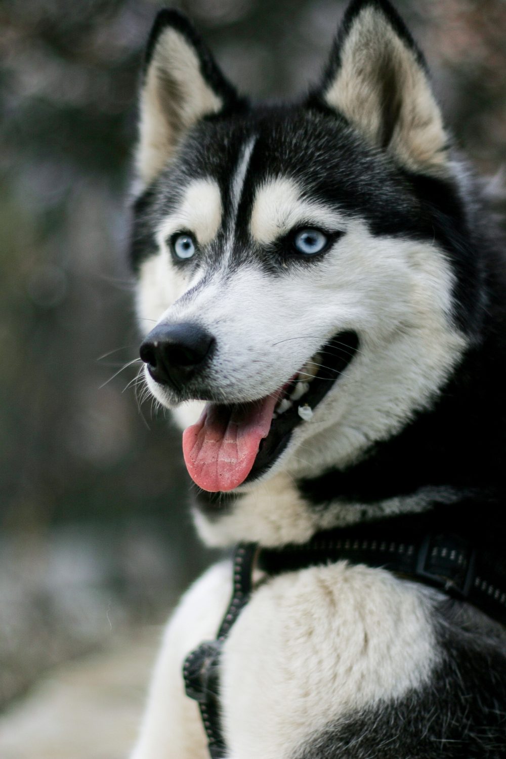 Siberian Husky Dog