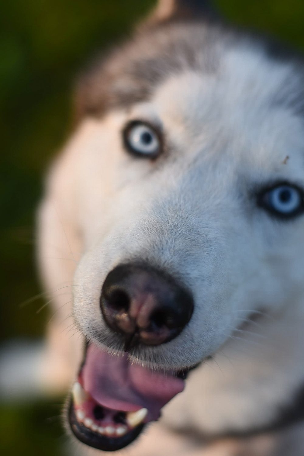 Scottish Husky Dog