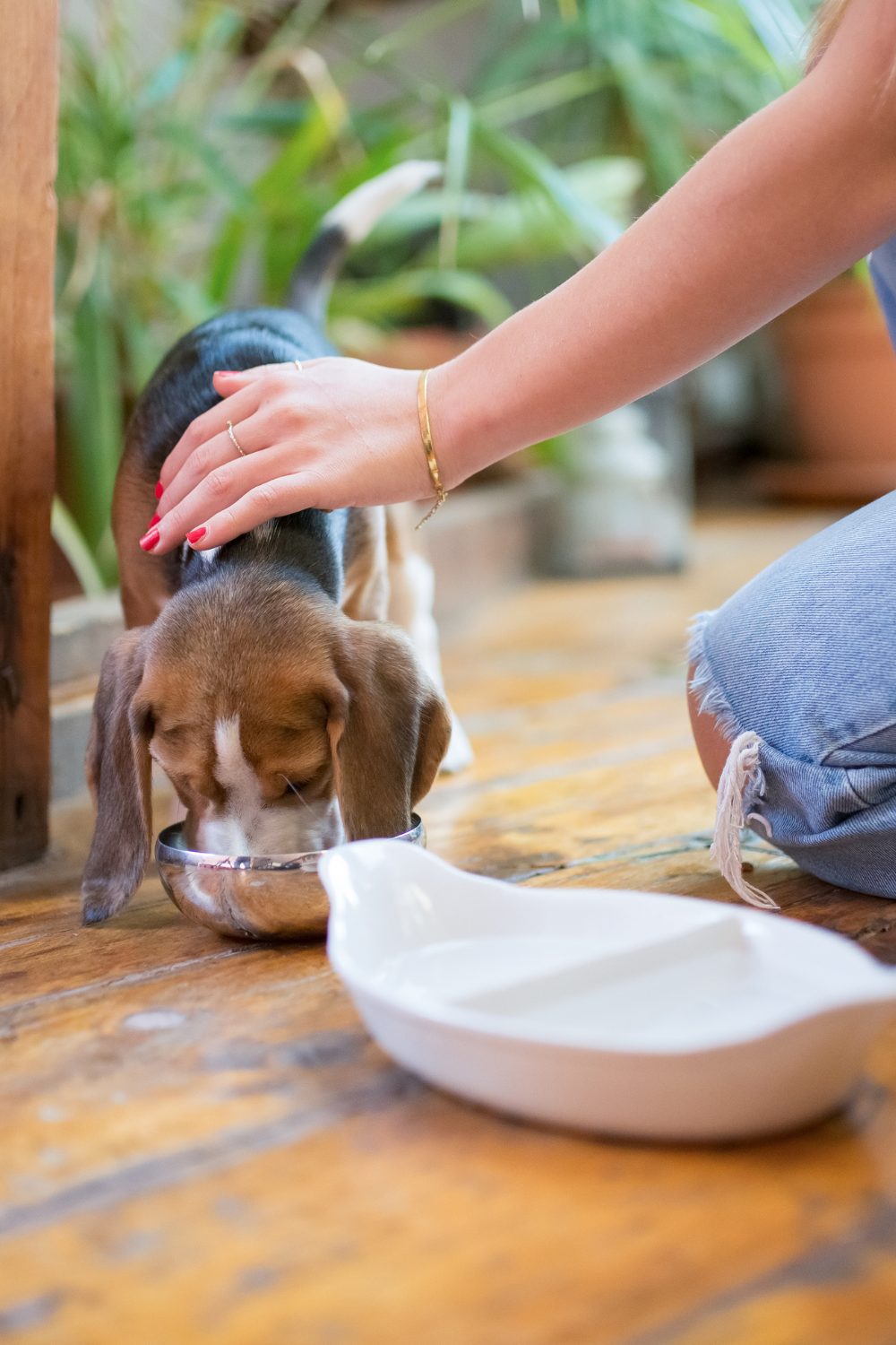 Dog Care Myths