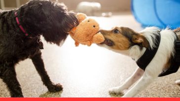 Fetch vs Tug-of-War
