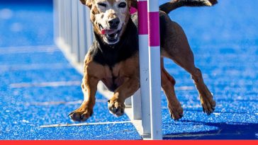 Unconventional Dog Sports