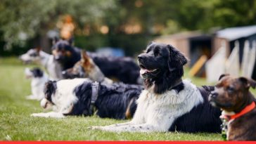The Ultimate Dog Grooming Checklist