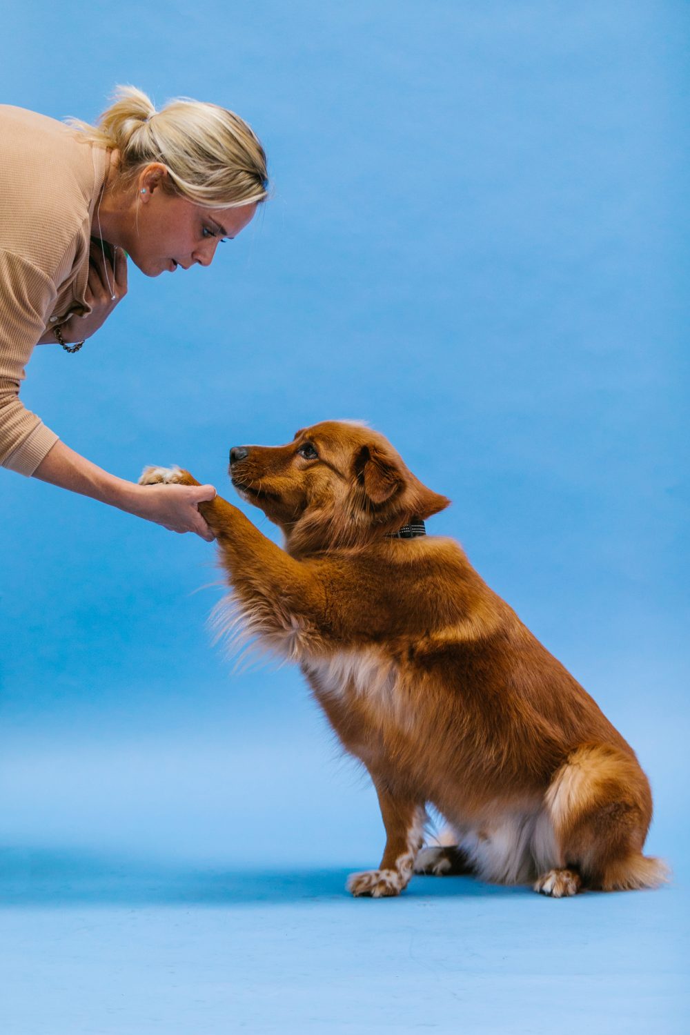 How to Train Multiple Dogs