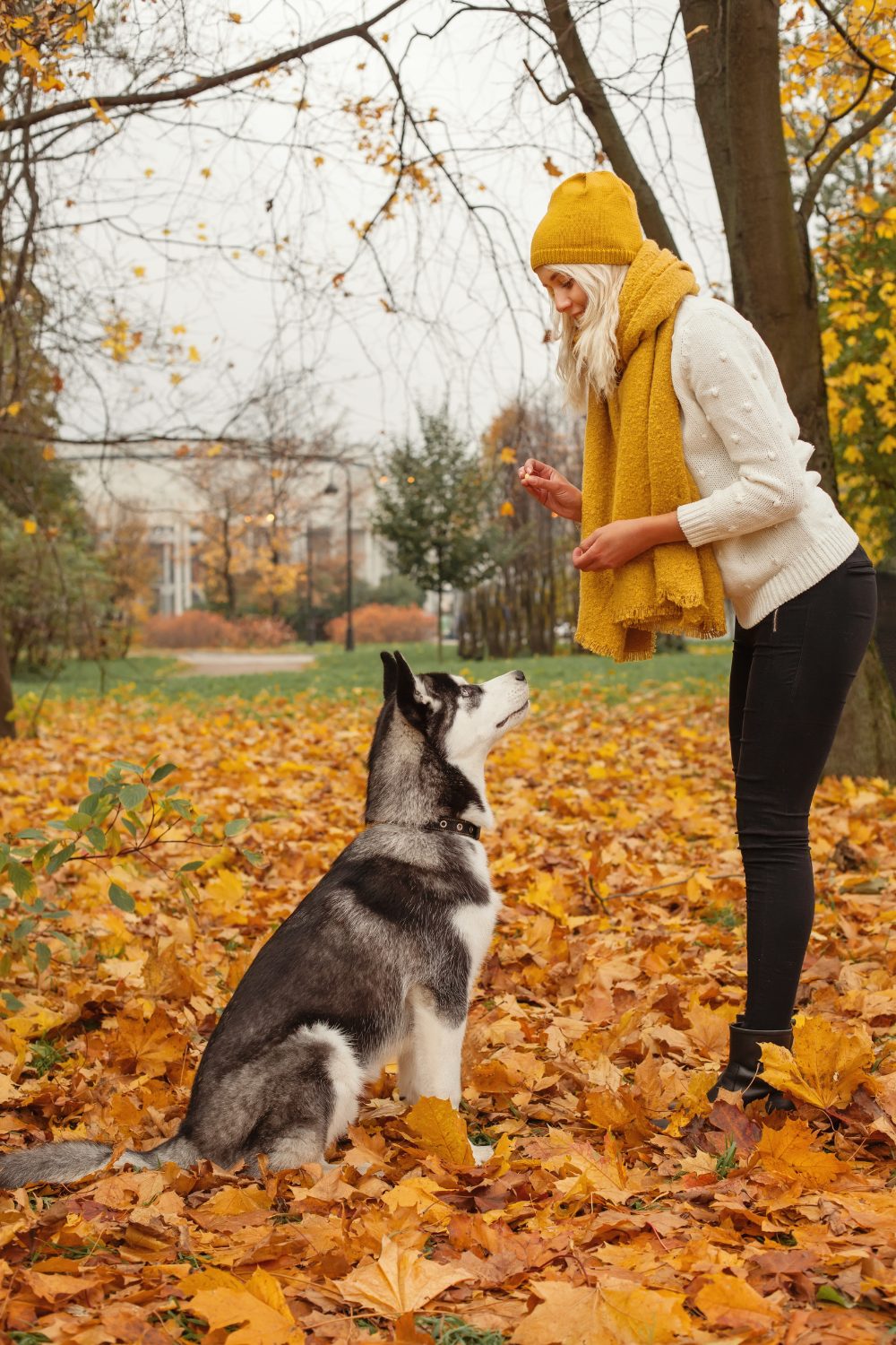 How to Train Multiple Dogs