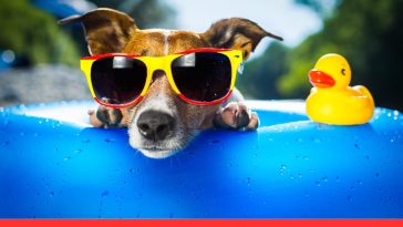Dog Behavior During Holidays and Parties