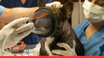 Manage Your Dog’s Fear of the Vet