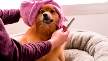 dog-care