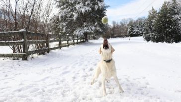 dog-playing-fetch