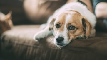 dogs-crying