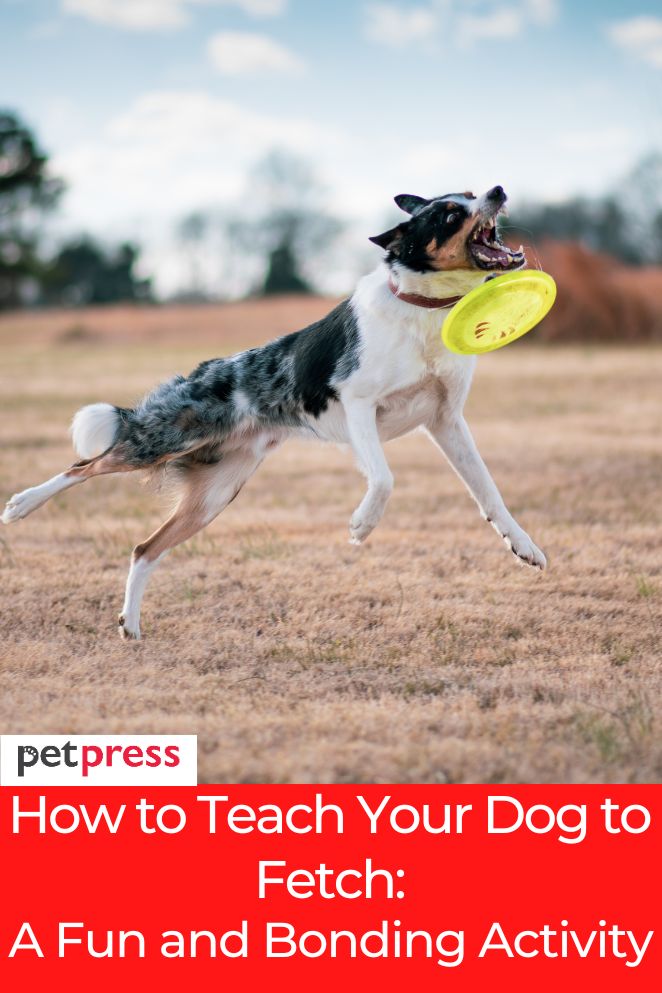 how to teach dog to fetch
