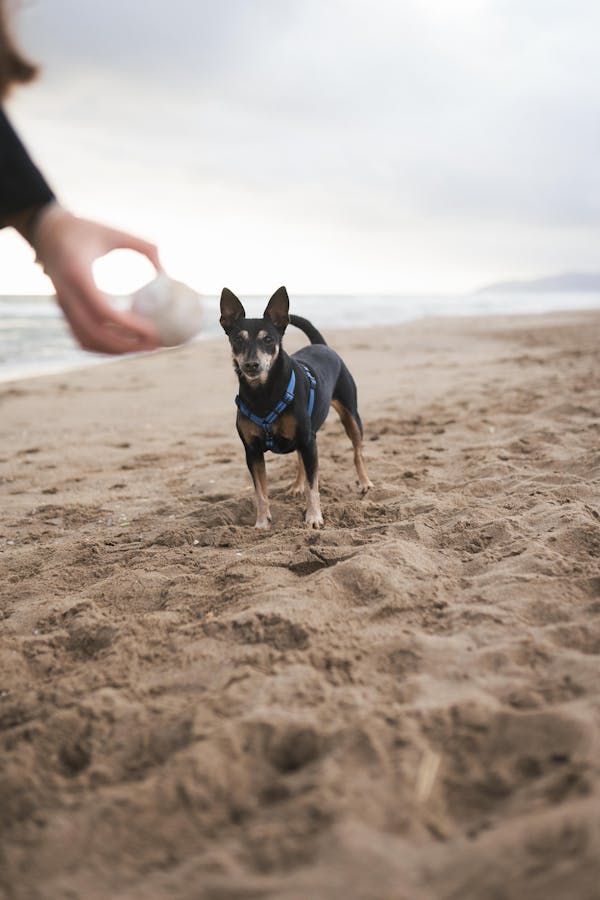 playing-fetch
