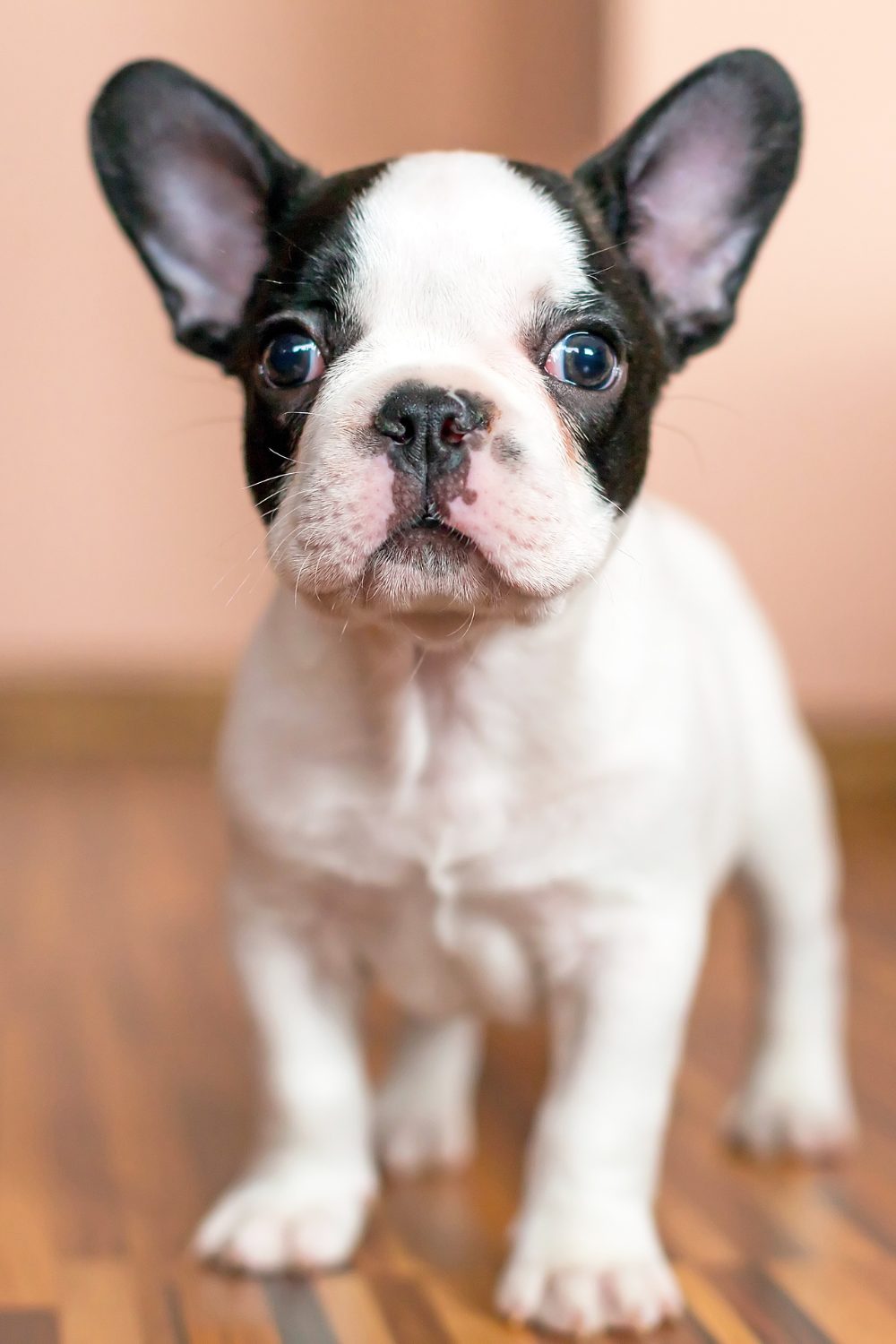 French Bulldogs Are the Perfect Apartment Dogs