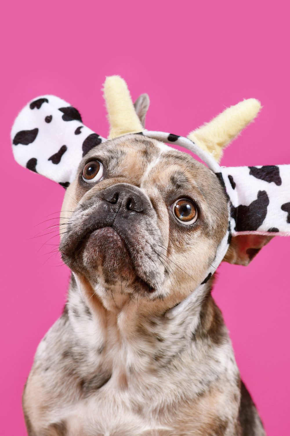 French Bulldogs Are the Perfect Apartment Dogs